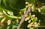 Lanceleaf buckthorn